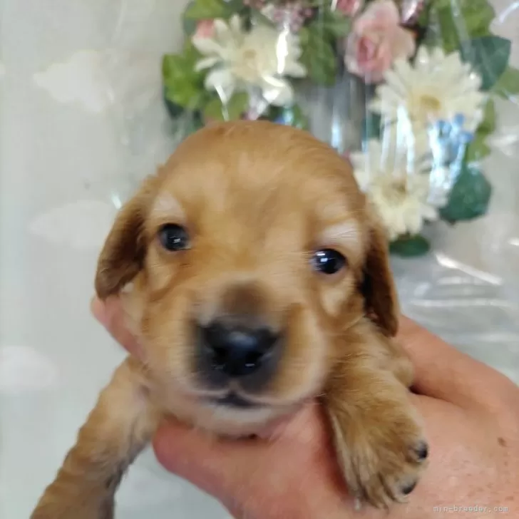 ID:2501-06374の子犬