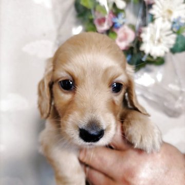 ミニチュアダックスフンド(ロング)【埼玉県・男の子・2025年5月19日・イエロー】の写真「可愛いお顔の男の子」
