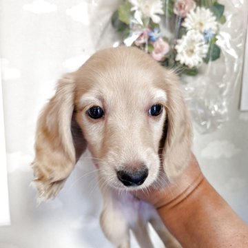 ミニチュアダックスフンド(ロング)【埼玉県・男の子・2025年6月13日・イエロー】の写真「お目々のまん丸男の子可愛いお顔。」