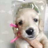 ミニチュアダックスフンド(ロング)【埼玉県・女の子・2025年6月9日・イエロー】の写真1「綺麗な毛並みとカラー可愛いお顔の女の子」