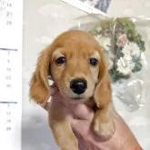 ミニチュアダックスフンド(ロング)【埼玉県・女の子・2025年6月9日・ゴールド】の写真1「綺麗な毛並みのゴールドカラー」