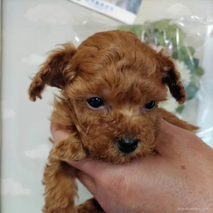 ID:2403-04321の子犬