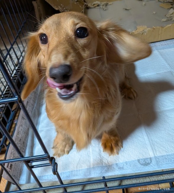 ミニチュアダックスフンド(ロング)【・女の子・2024年6月25日・ゴールド】「マイペースな子少しシャイだけど心優しい面倒見の良いお母さんです。カラー、毛艶良😊」