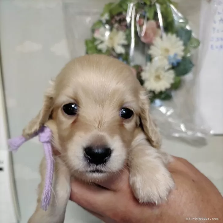 ID：2406-02817の子犬