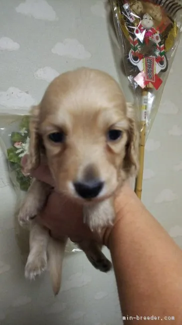 ID:1711-00242の子犬