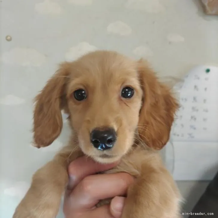 ID:2211-00077の子犬