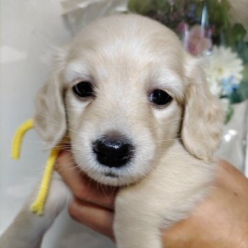 ミニチュアダックスフンド(ロング)【埼玉県・女の子・2023年8月4日・イエロー】の写真「可愛い女の子」