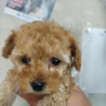 トイプードル(トイ)【埼玉県・女の子・2024年2月22日・アプリコット】の写真「アプリカラーの可愛い女の子」
