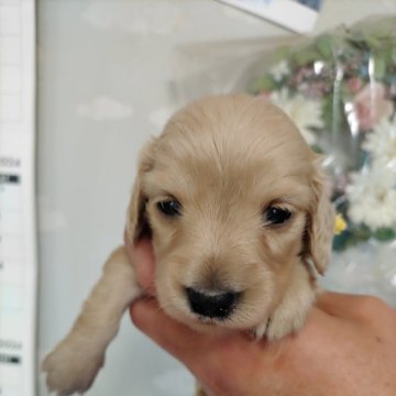 ミニチュアダックスフンド(ロング)【埼玉県・女の子・2024年1月24日・イエロー】の写真「可愛い女の子」