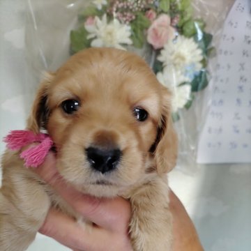 ミニチュアダックスフンド(ロング)【埼玉県・女の子・2023年12月2日・ゴールド】の写真「キュートな垂れ目ちゃん」