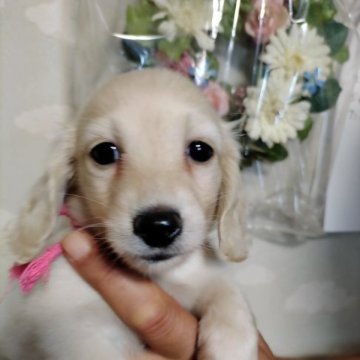 ミニチュアダックスフンド(ロング)【埼玉県・女の子・2023年8月29日・イエロー】の写真「可愛い女の子」