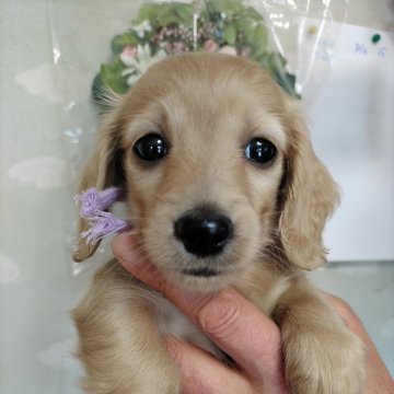 ミニチュアダックスフンド(ロング)【埼玉県・男の子・2024年1月24日・イエロー】の写真「垂れ目の可愛こちゃん」