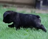 フレンチブルドッグ【栃木県・男の子・2025年6月8日・ブリンドル】の写真13