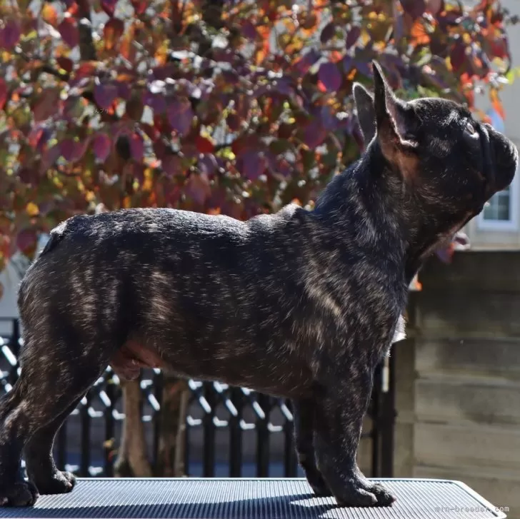 フレンチブルドッグ【栃木県・男の子・2025年6月8日・ブリンドル】の写真1「コンパクトな子、綺麗なタイガーブリンドルになります。」