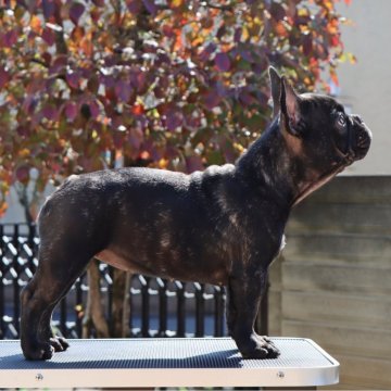 フレンチブルドッグ【栃木県・女の子・2025年6月8日・ブリンドル】の写真「可愛いですよ！動画を是非！！」