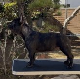 フレンチブルドッグ