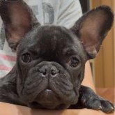 フレンチブルドッグ