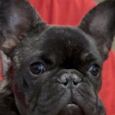 フレンチブルドッグ