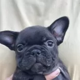 フレンチブルドッグ