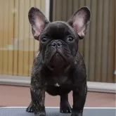 フレンチブルドッグ【栃木県・男の子・2025年6月8日・ブリンドル】の写真5「良い顎してます。」