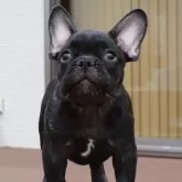 フレンチブルドッグ【栃木県・男の子・2025年6月8日・ブリンドル】の写真5