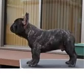 フレンチブルドッグ【栃木県・男の子・2025年6月8日・ブリンドル】の写真6