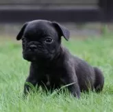 フレンチブルドッグ【栃木県・男の子・2025年6月8日・ブリンドル】の写真7