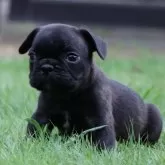 フレンチブルドッグ【栃木県・男の子・2025年6月8日・ブリンドル】の写真9