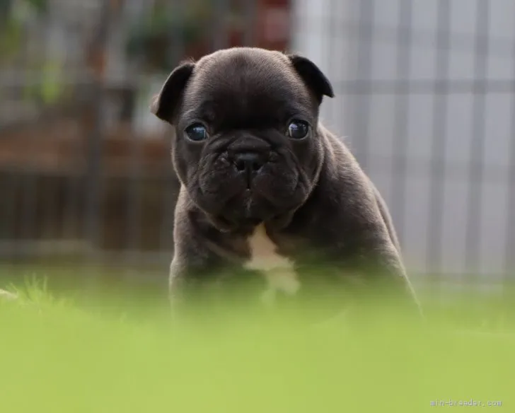 ID：2005-00738の子犬