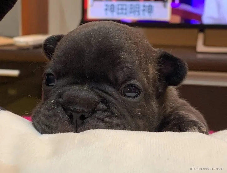 ID:1902-02414の子犬