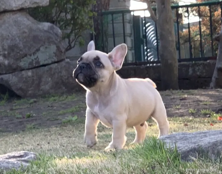 脱兎参 様のお迎えした子犬