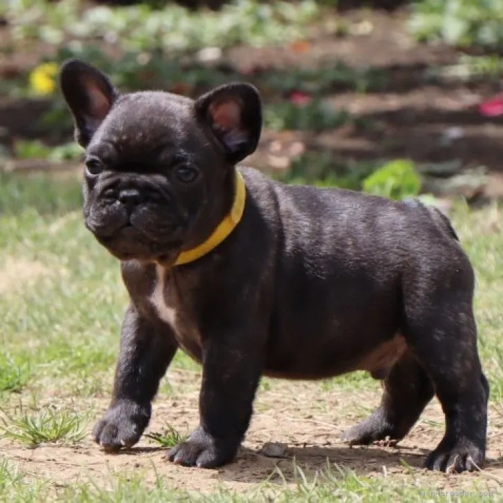 ID:2303-04754の子犬