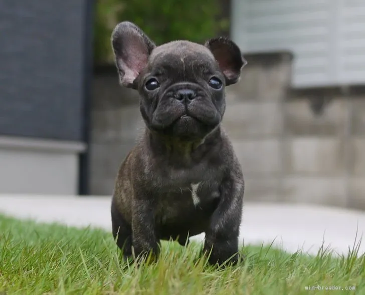 まぁー 様のお迎えした子犬