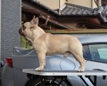 フレンチブルドッグ【・男の子・2022年7月5日・FAWN】