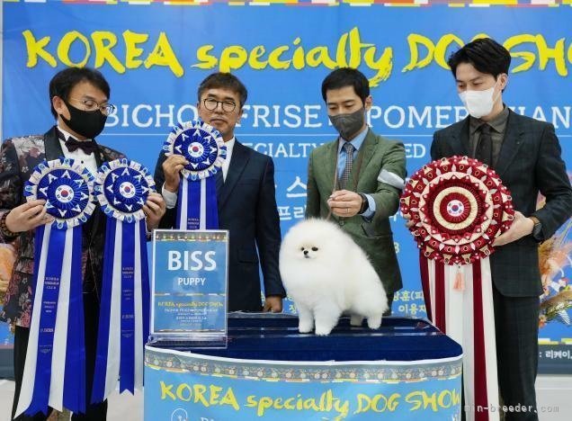 韓国ホワイトNO.1犬舎から厳選直輸入した両親でブリード！｜牧野　竜虎(まきの　りゅうとら)ブリーダー(静岡県・ポメラニアンなど・JKC登録)の紹介写真1