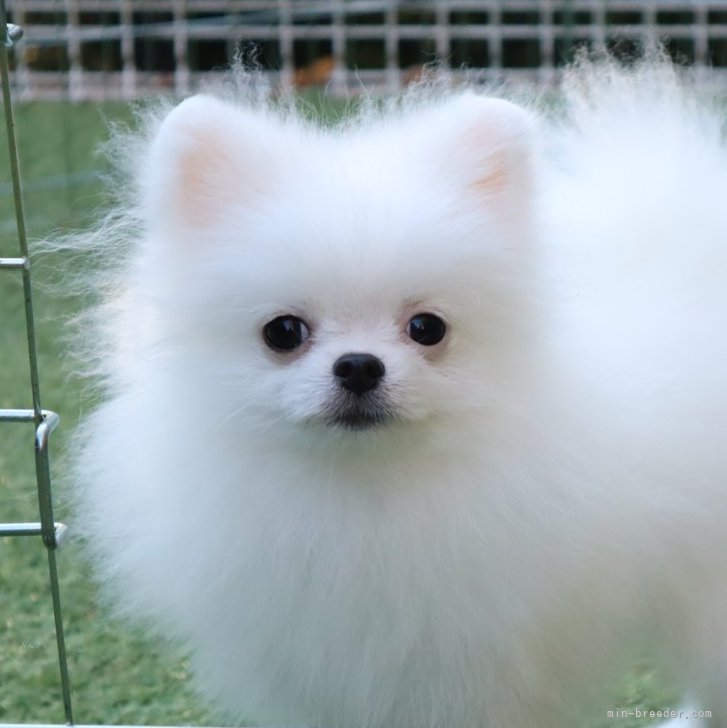 うちの子オーダー ほぼ原寸大ポメラニアン 犬用品