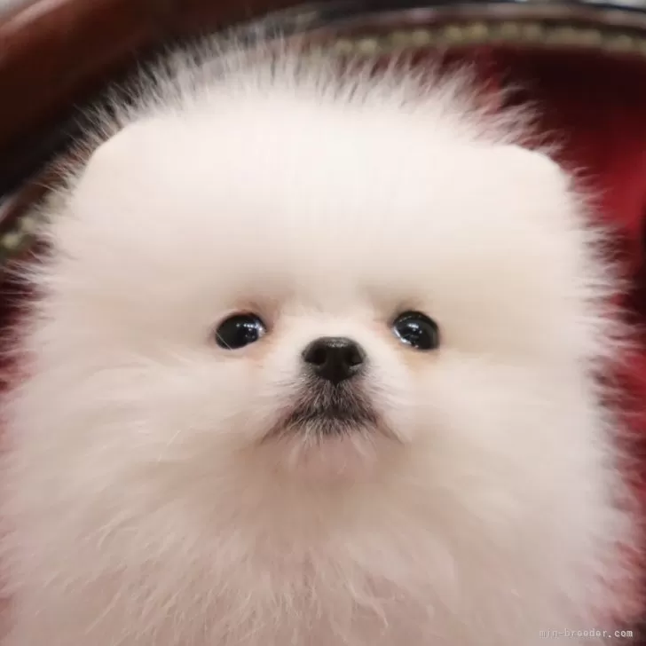 ID：2503-03626の子犬