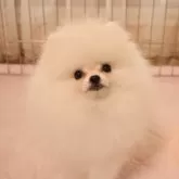 ポメラニアン