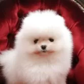 ポメラニアン