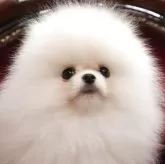ポメラニアン