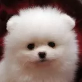 ポメラニアン
