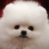 ポメラニアン
