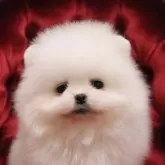 ポメラニアン【静岡県・男の子・2024年12月21日・ホワイト】の写真1