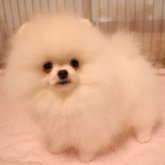 ポメラニアン