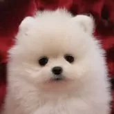 ポメラニアン