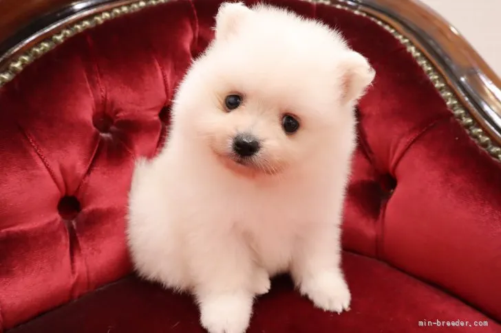 ID：2108-02860の子犬