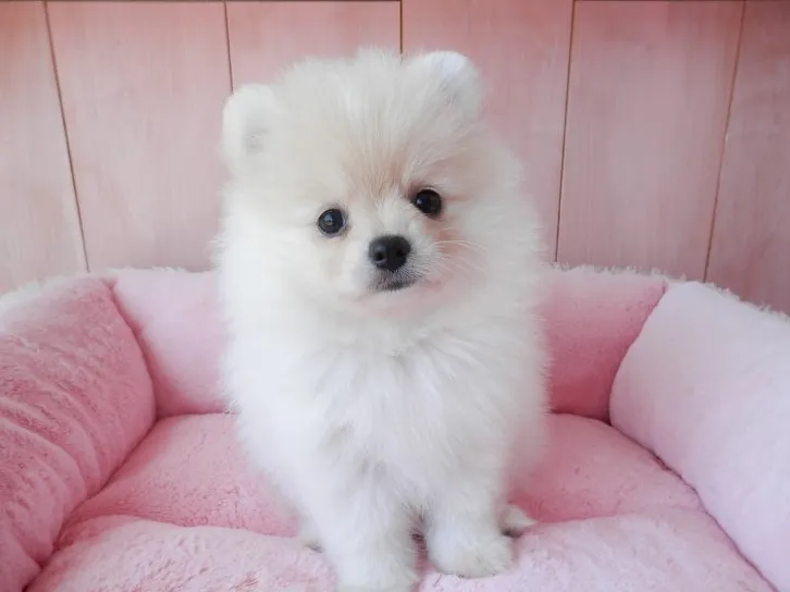 ID:1608-01182の子犬