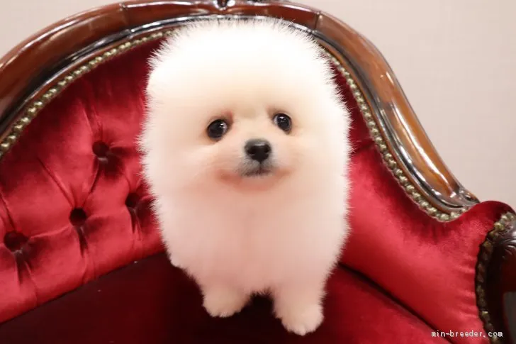 ID：2106-01859の子犬
