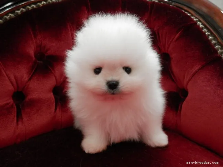 さくら 様のお迎えした子犬