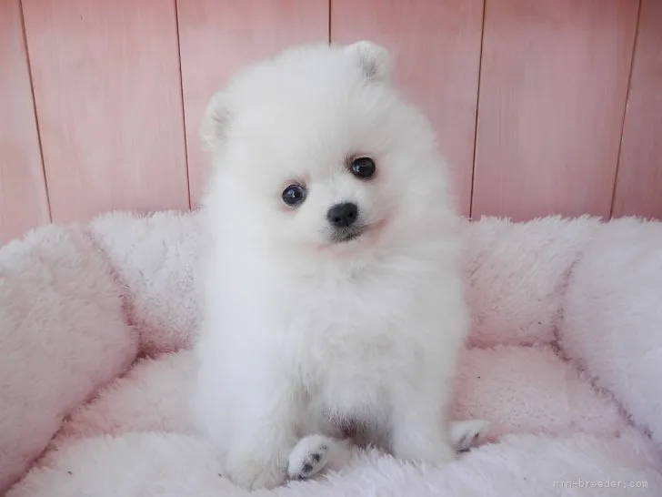 ID:1702-00148の子犬